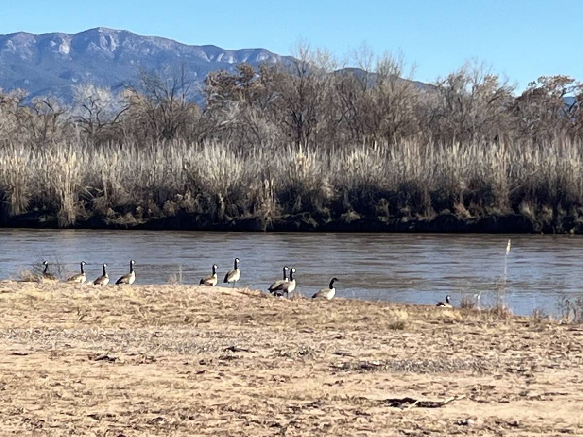 Canada Goose - ML646919107