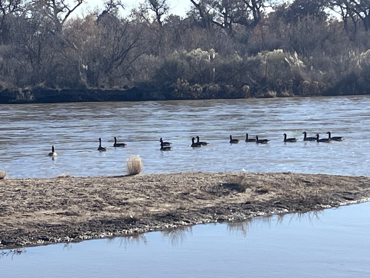 Canada Goose - ML646919108