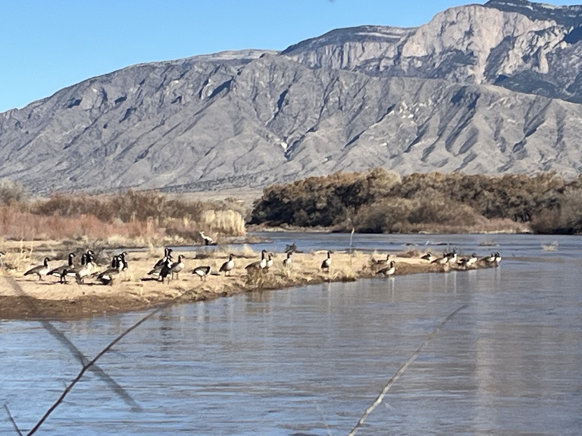 Canada Goose - ML646919109