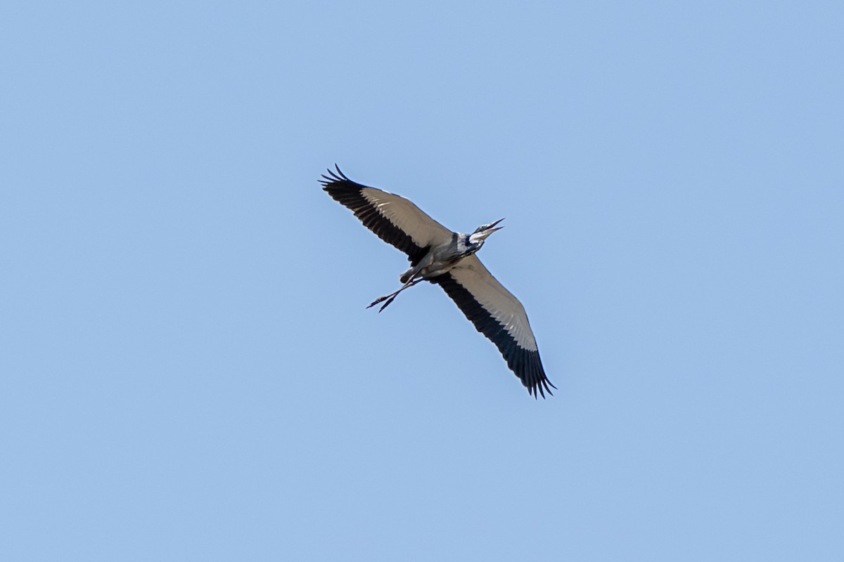 Black-headed Heron - ML646919115