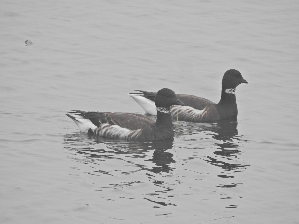 Чёрная казарка - ML646919117