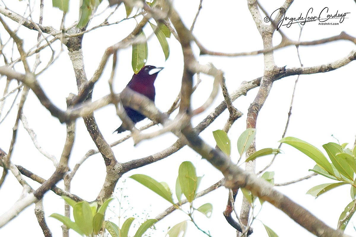 Silver-beaked Tanager - ML646919122