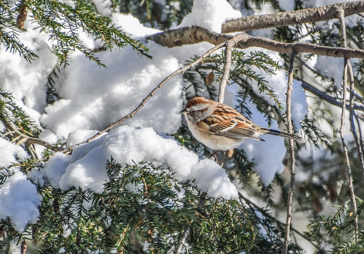 American Tree Sparrow - ML646919123
