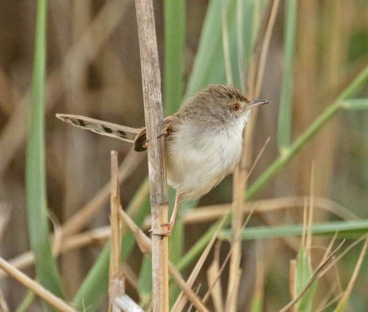 Принія афро-азійська - ML646919124