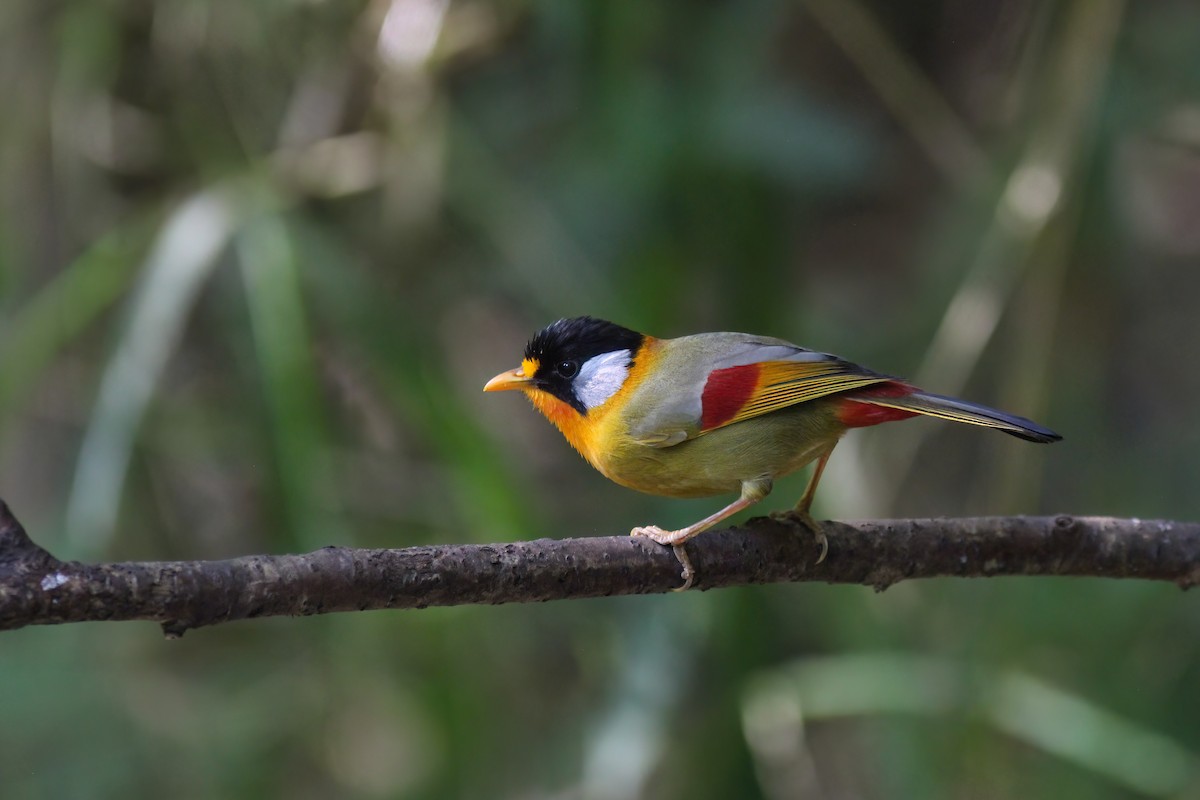 Silver-eared Mesia - ML646919125