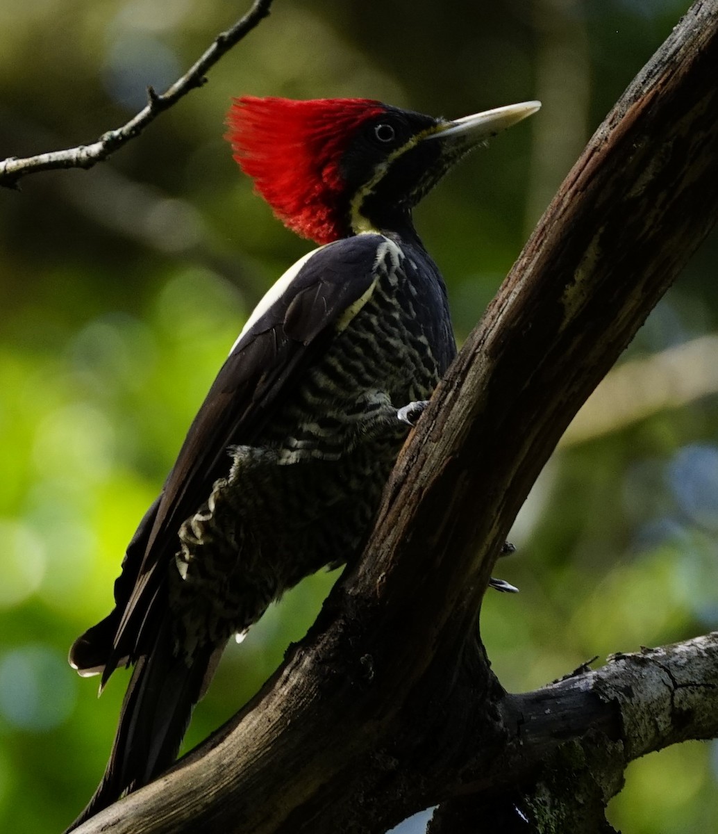 stripesvartspett - ML646919127