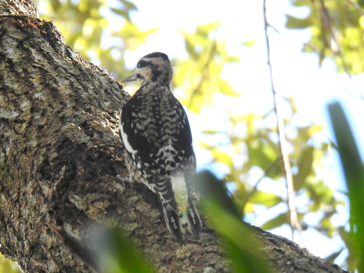 Yellow-bellied Sapsucker - ML646919128
