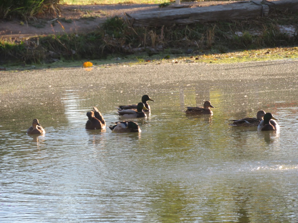 Mallard - ML646919129