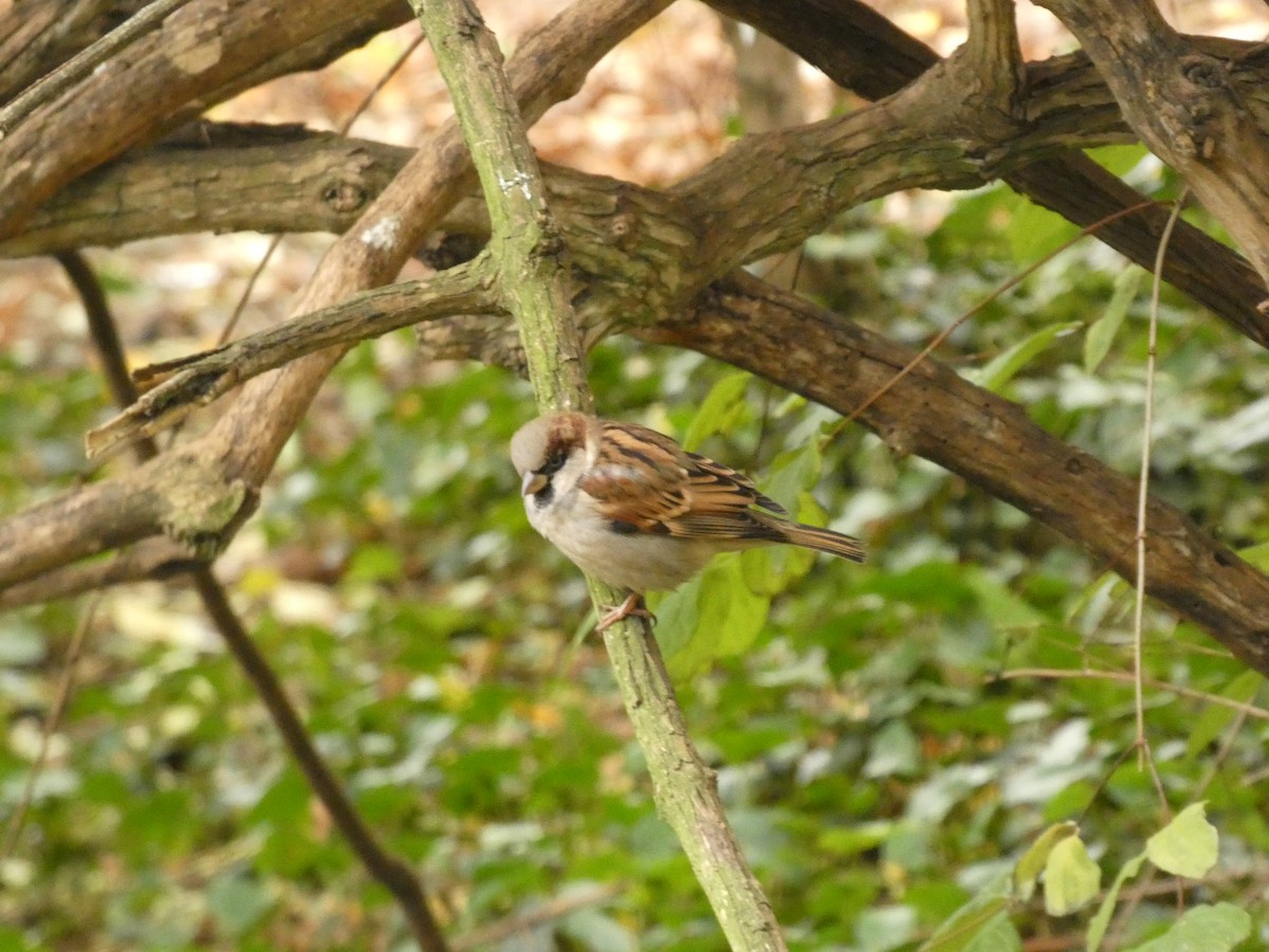 House Sparrow - ML646919131