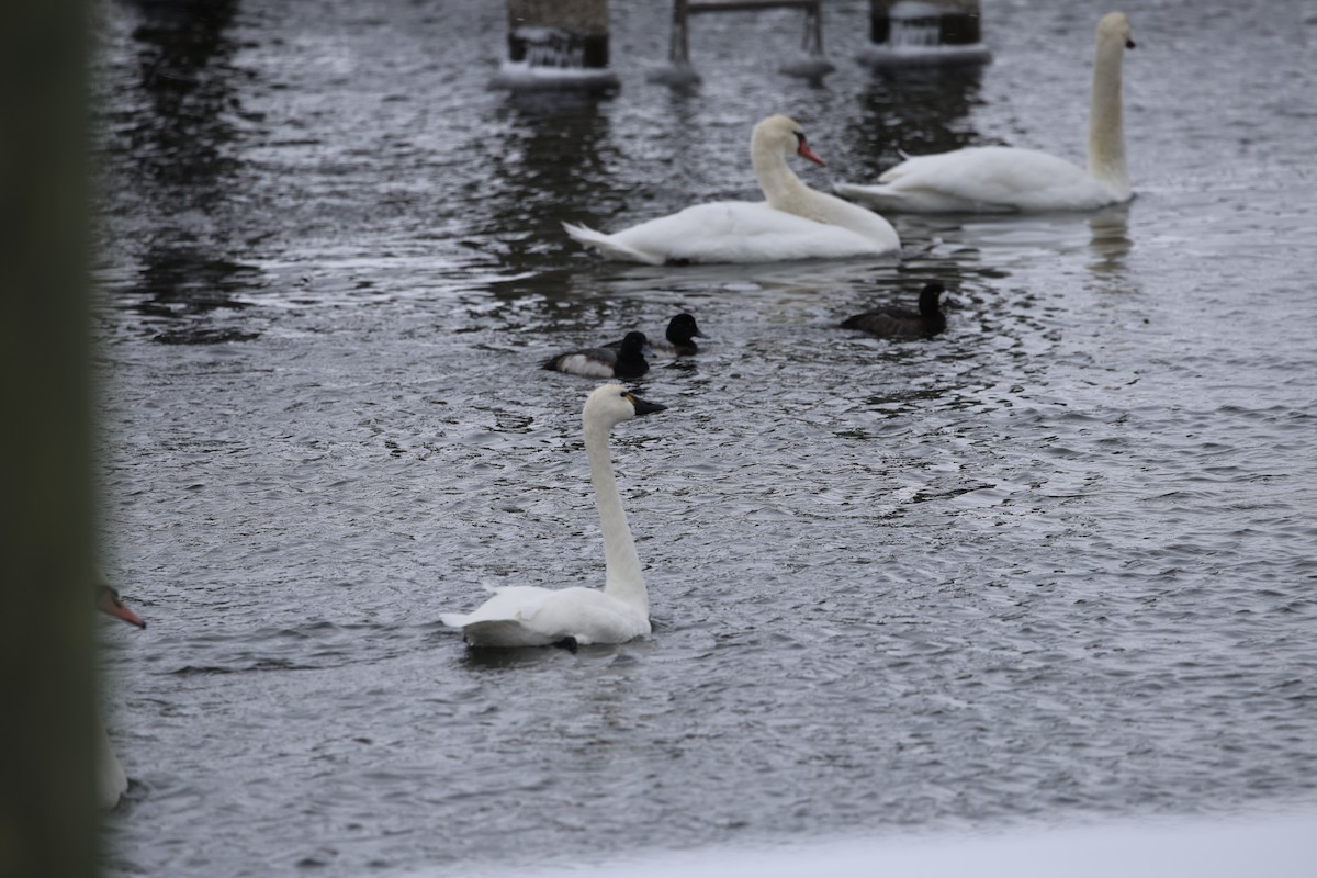 ברבור קטן - ML646919140
