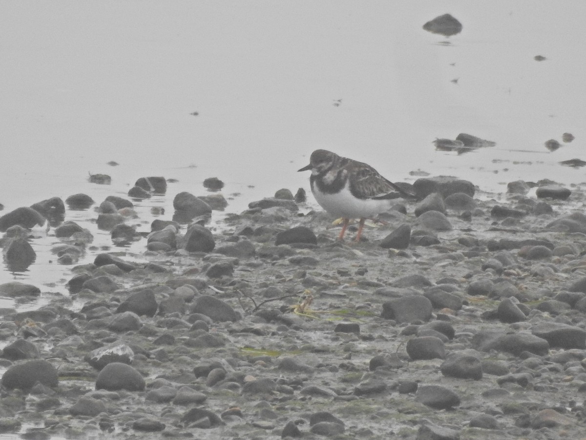 Камнешарка - ML646919141