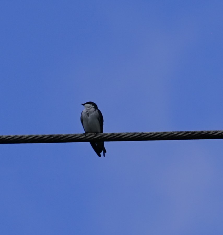 Tree Swallow - ML646919145