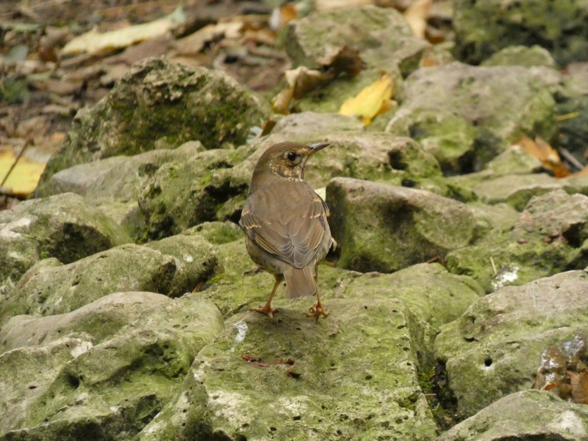 Song Thrush - ML646919146