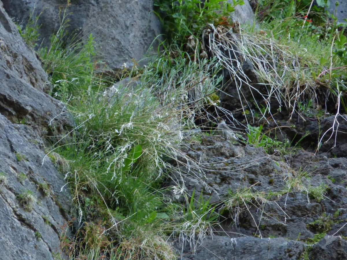 magellanmarktyrann - ML646919151