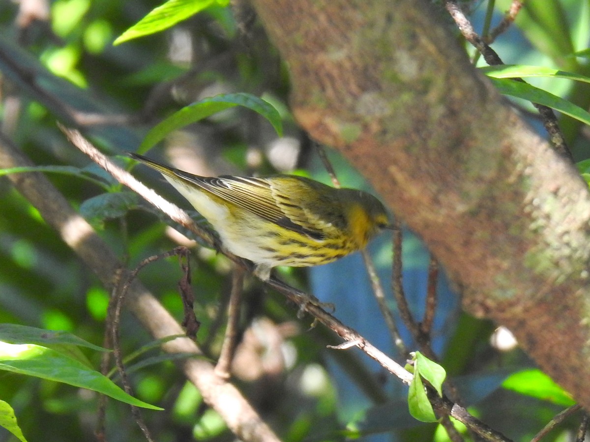 Cape May Warbler - ML646919152