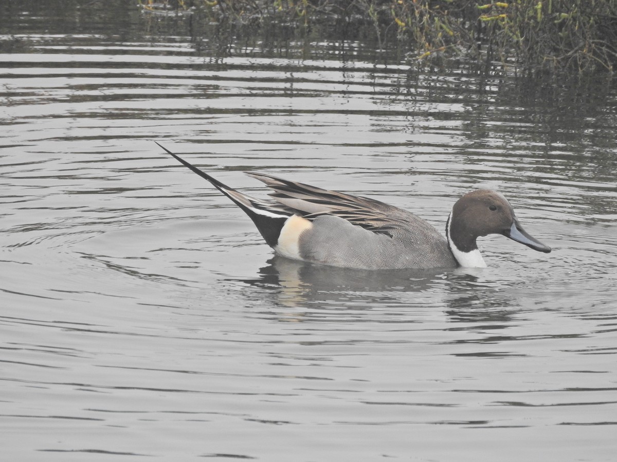 Шилохвость - ML646919153