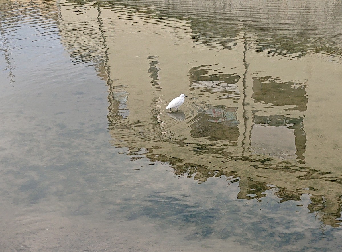 volavka stříbřitá - ML646919154