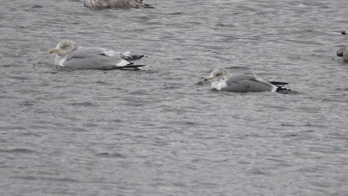 カリフォルニアカモメ - ML646919157