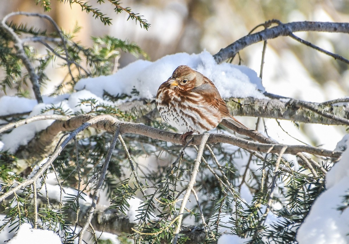 Fox Sparrow - ML646919158
