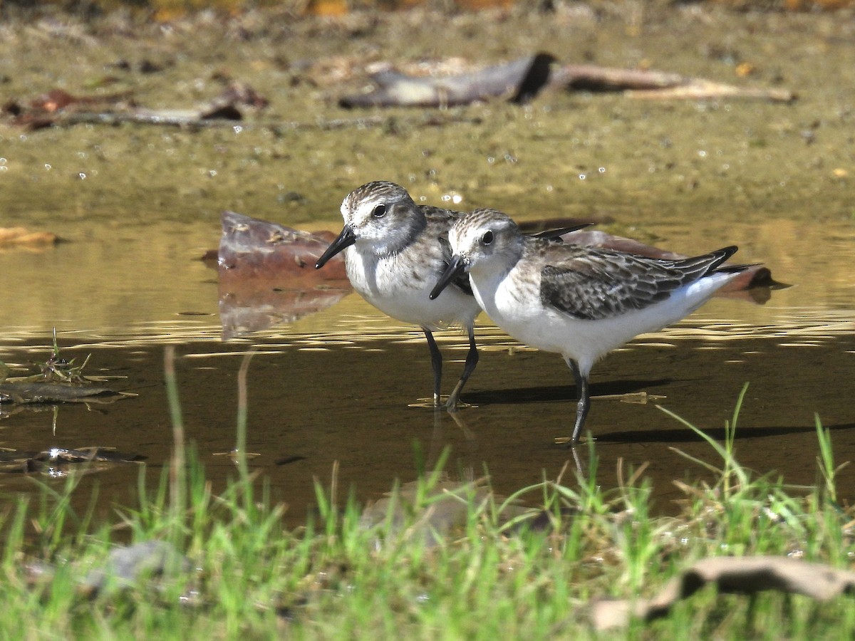 Semipalmated Sandpiper - ML646919161