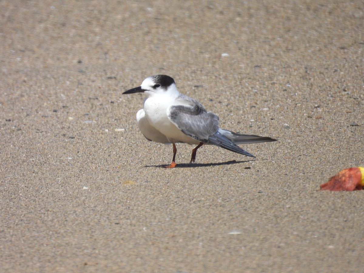 燕鷗 - ML646919165