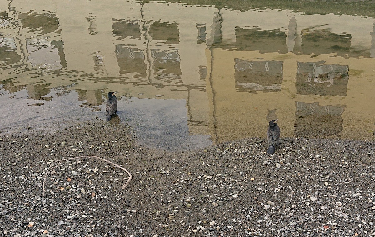 kormorán velký - ML646919166