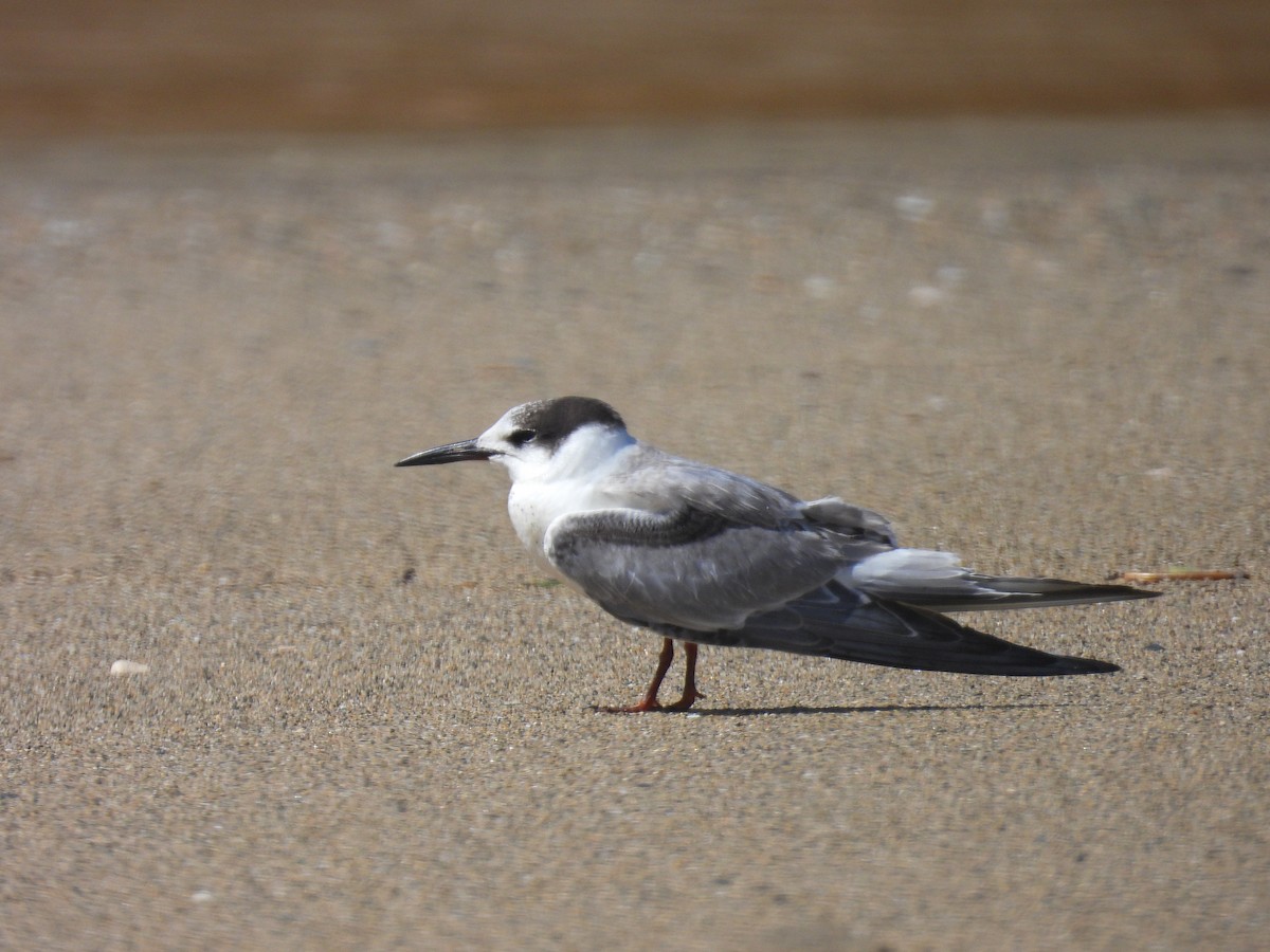 燕鷗 - ML646919167