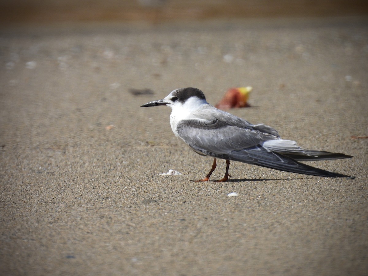 燕鷗 - ML646919169