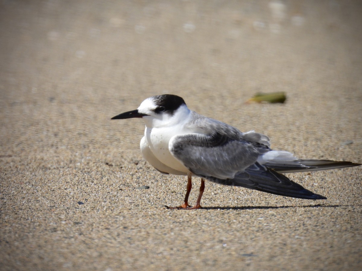 燕鷗 - ML646919170