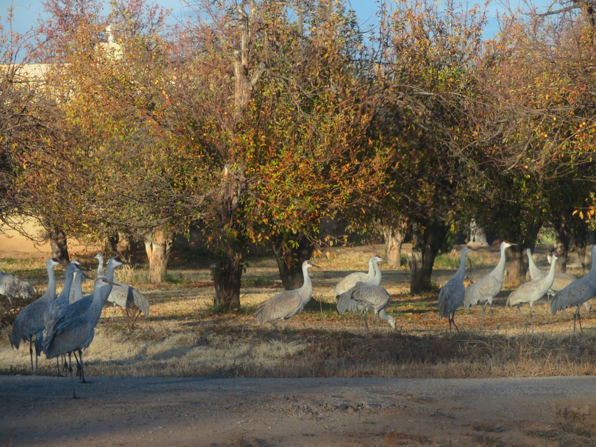 Sandhill Crane - ML646919173