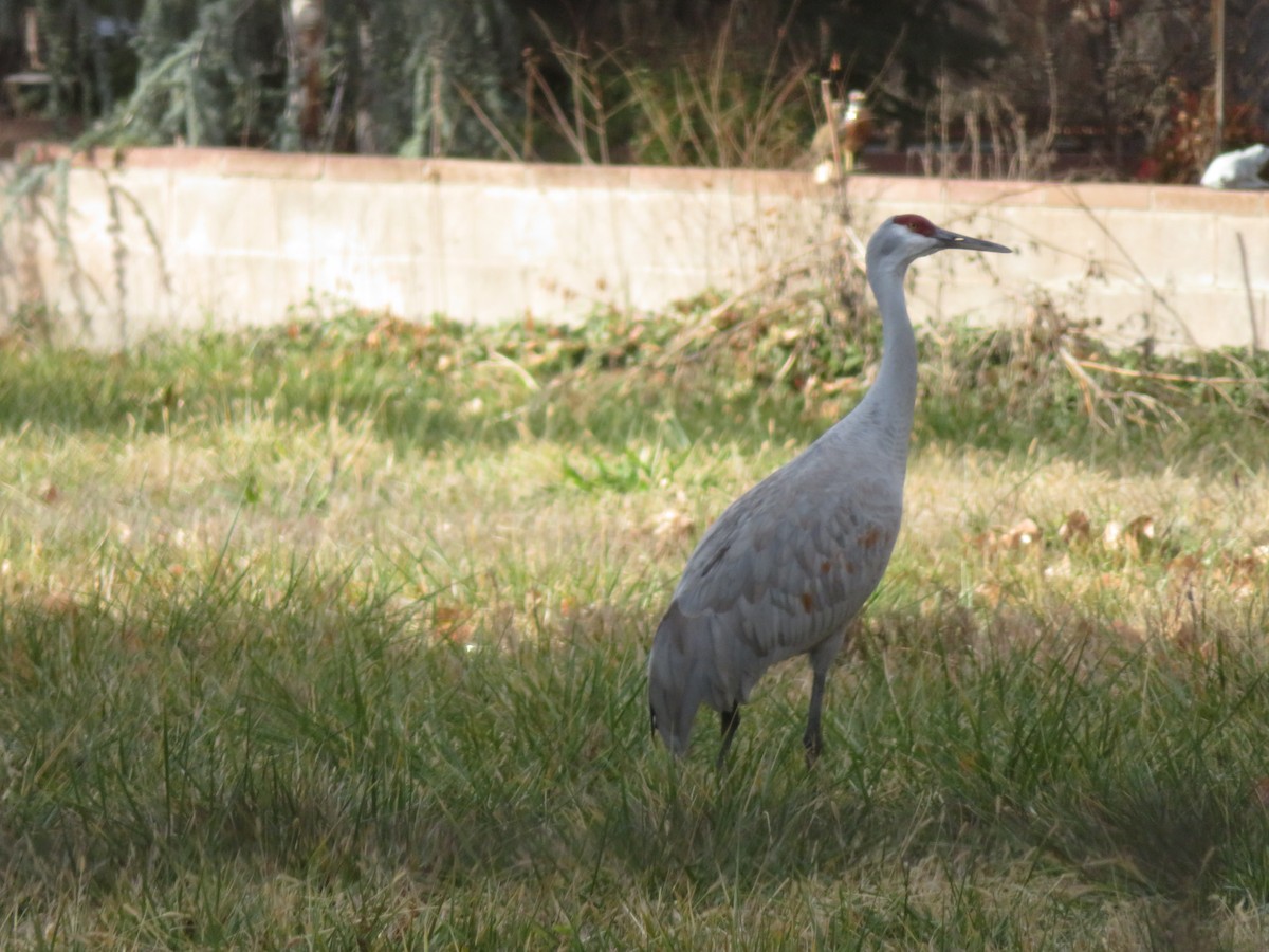 Sandhill Crane - ML646919174