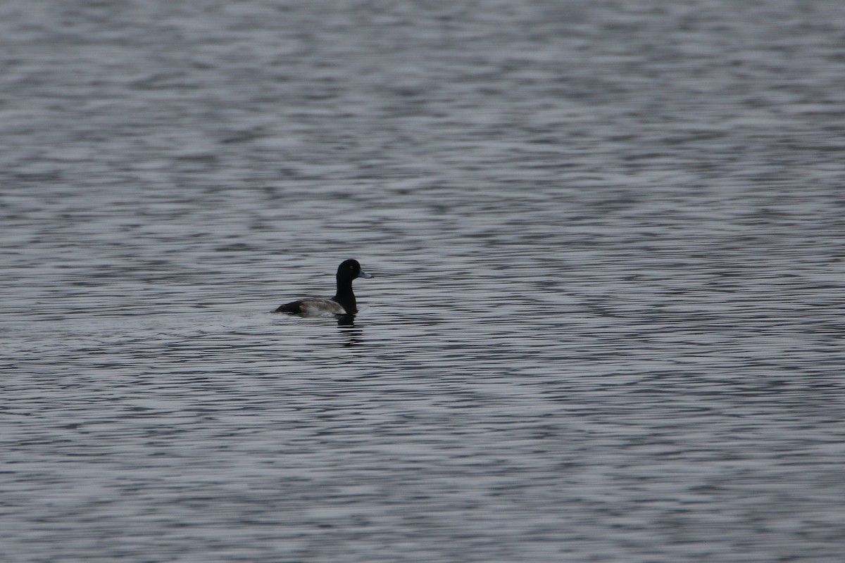 צולל ימי - ML646919175