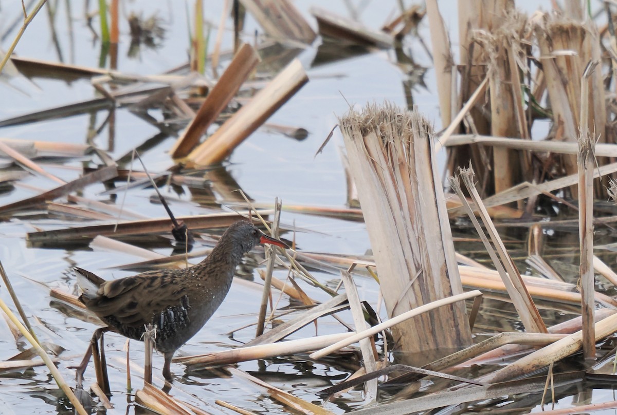 Water Rail - ML646919176
