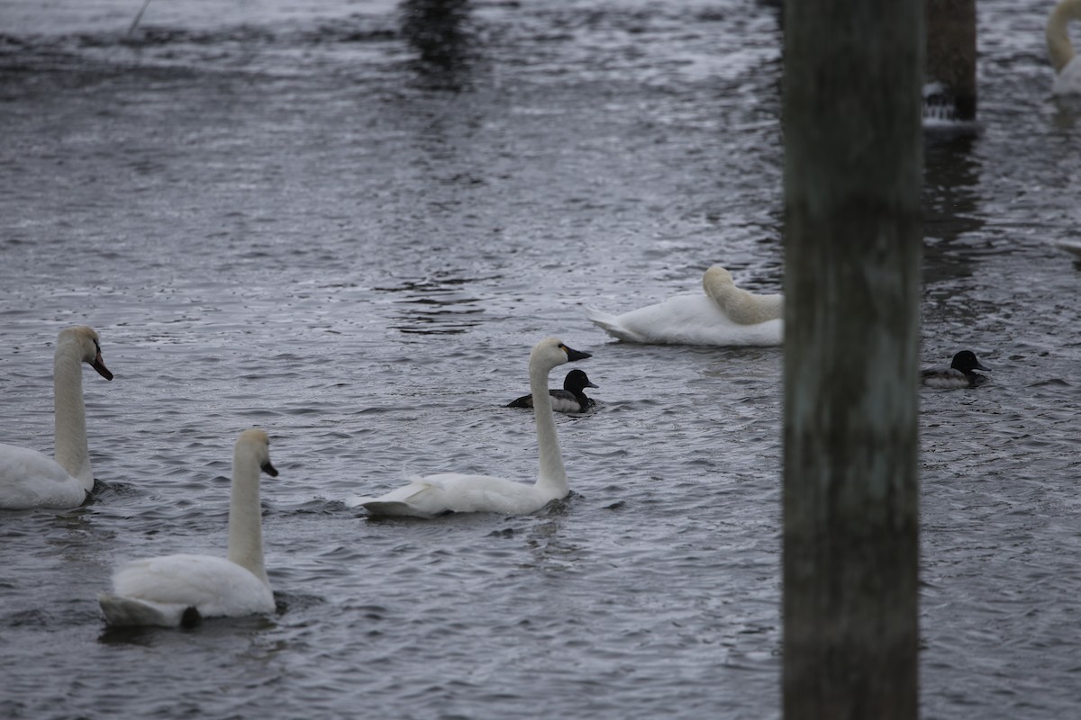 ברבור קטן - ML646919180
