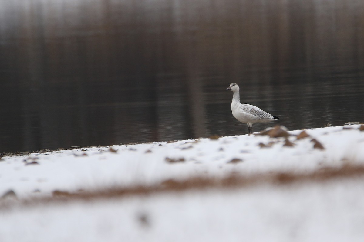 אווז שלג - ML646919181