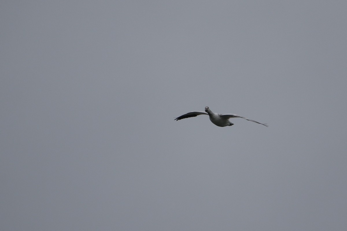 אווז שלג - ML646919182