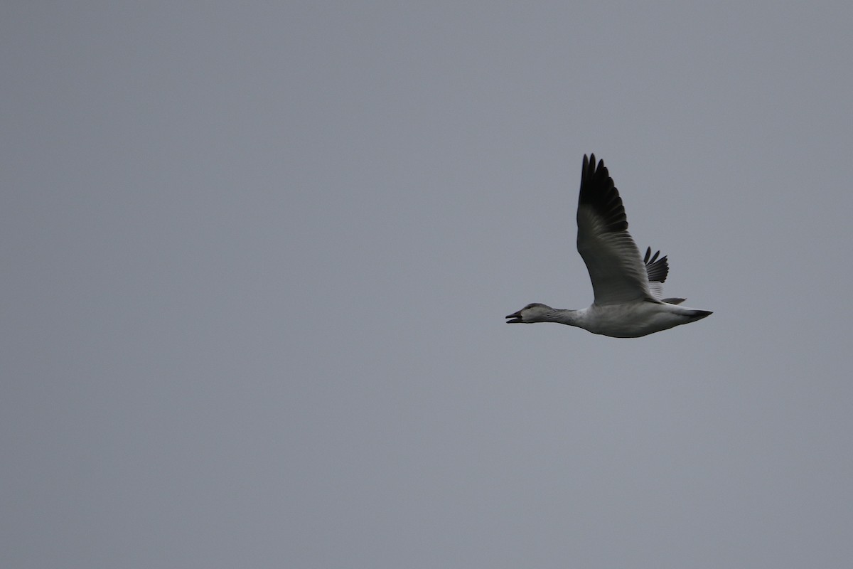 אווז שלג - ML646919183