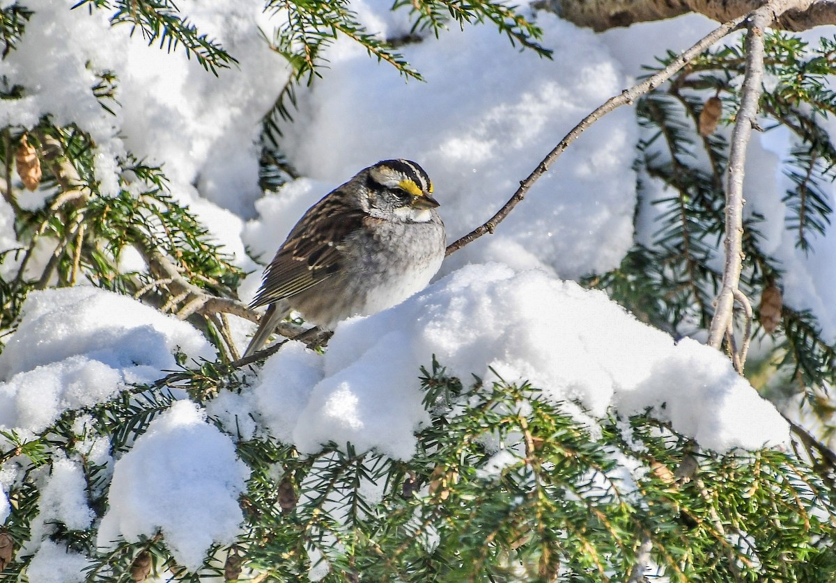 White-throated Sparrow - ML646919185