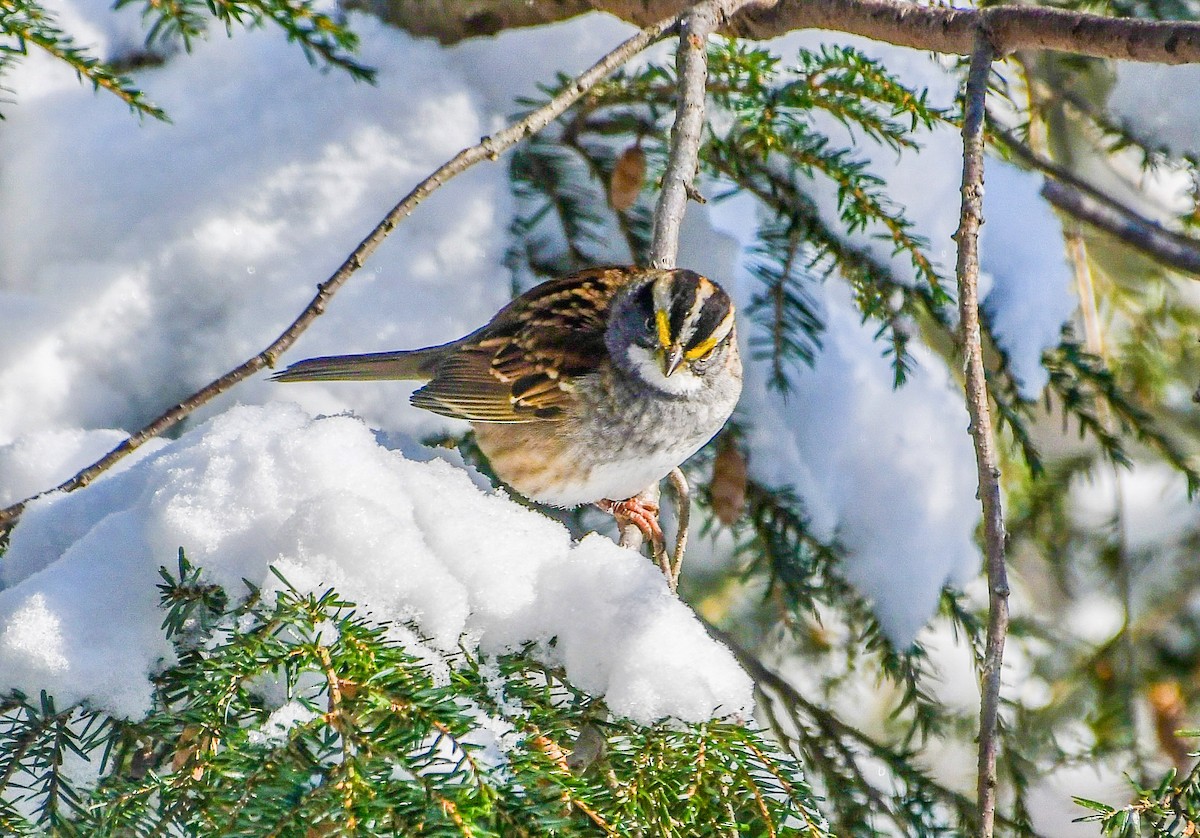 White-throated Sparrow - ML646919186