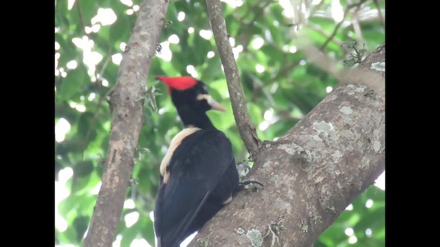 Cream-backed Woodpecker - ML646919187