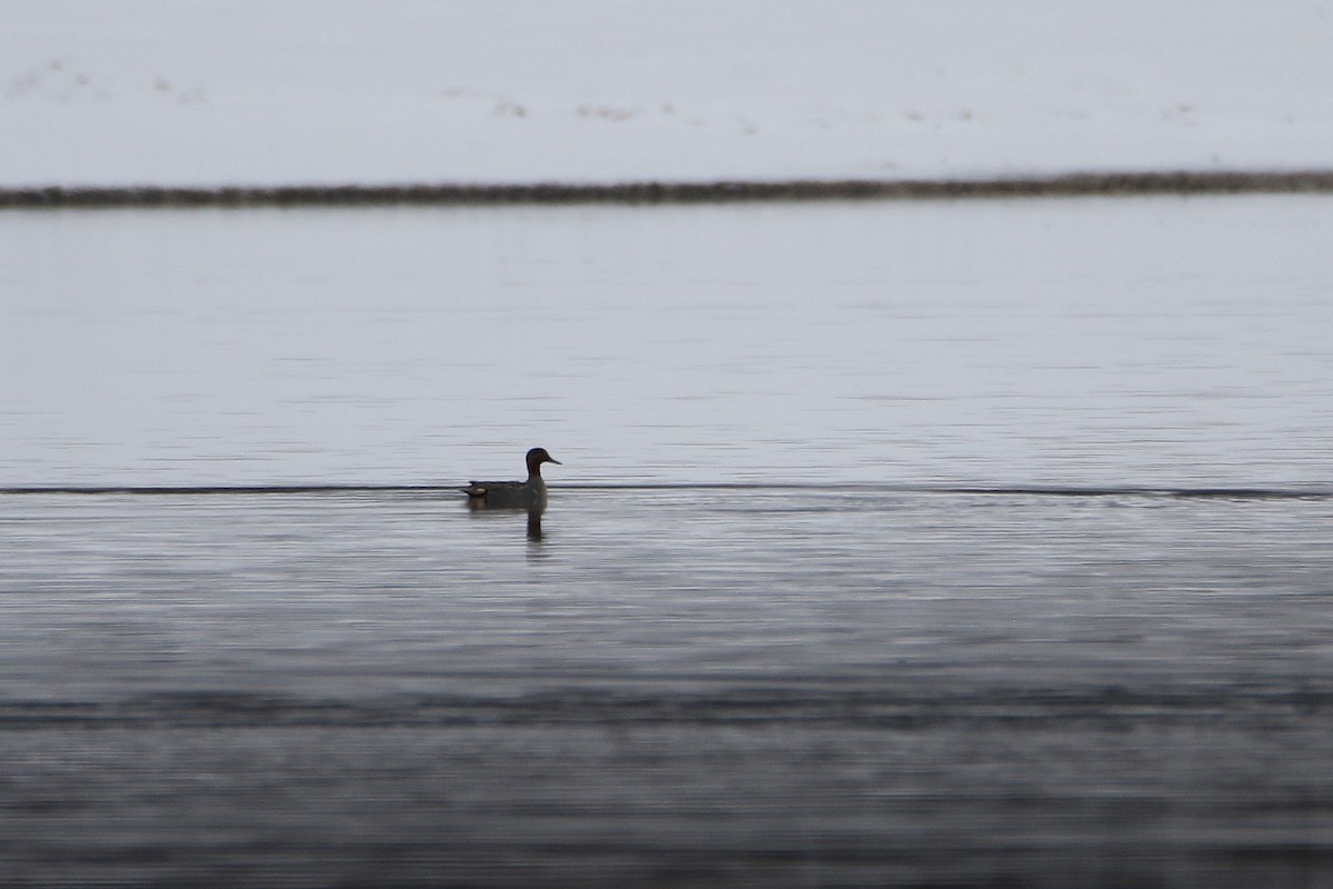 שרשיר - ML646919190