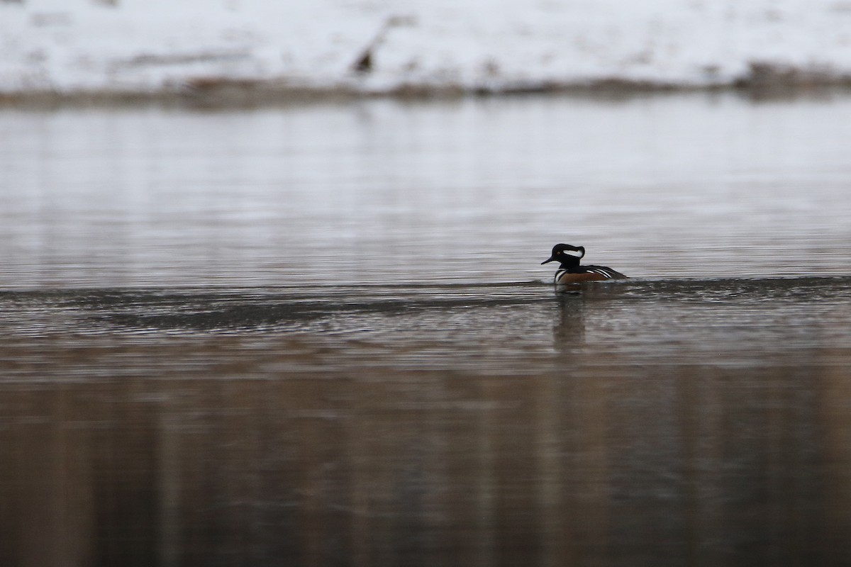 מרגון מקושט - ML646919194
