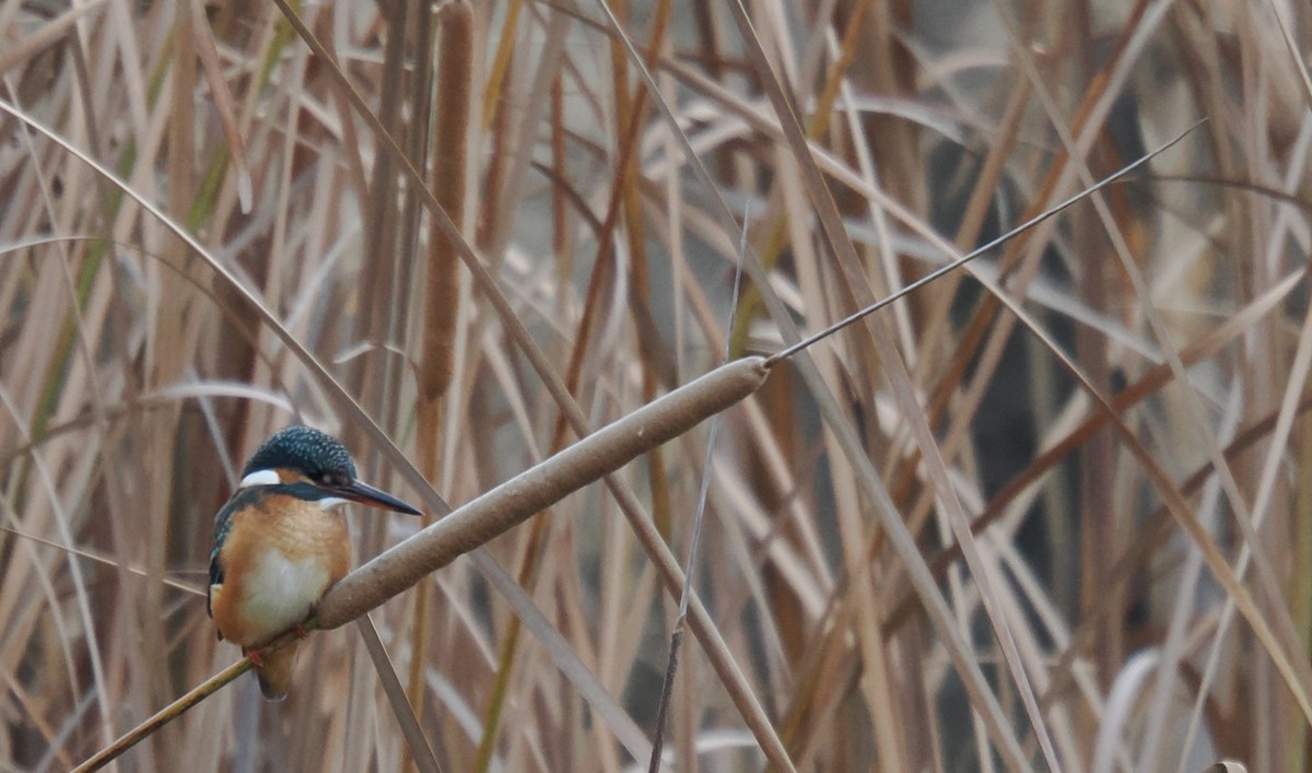Common Kingfisher - ML646919197