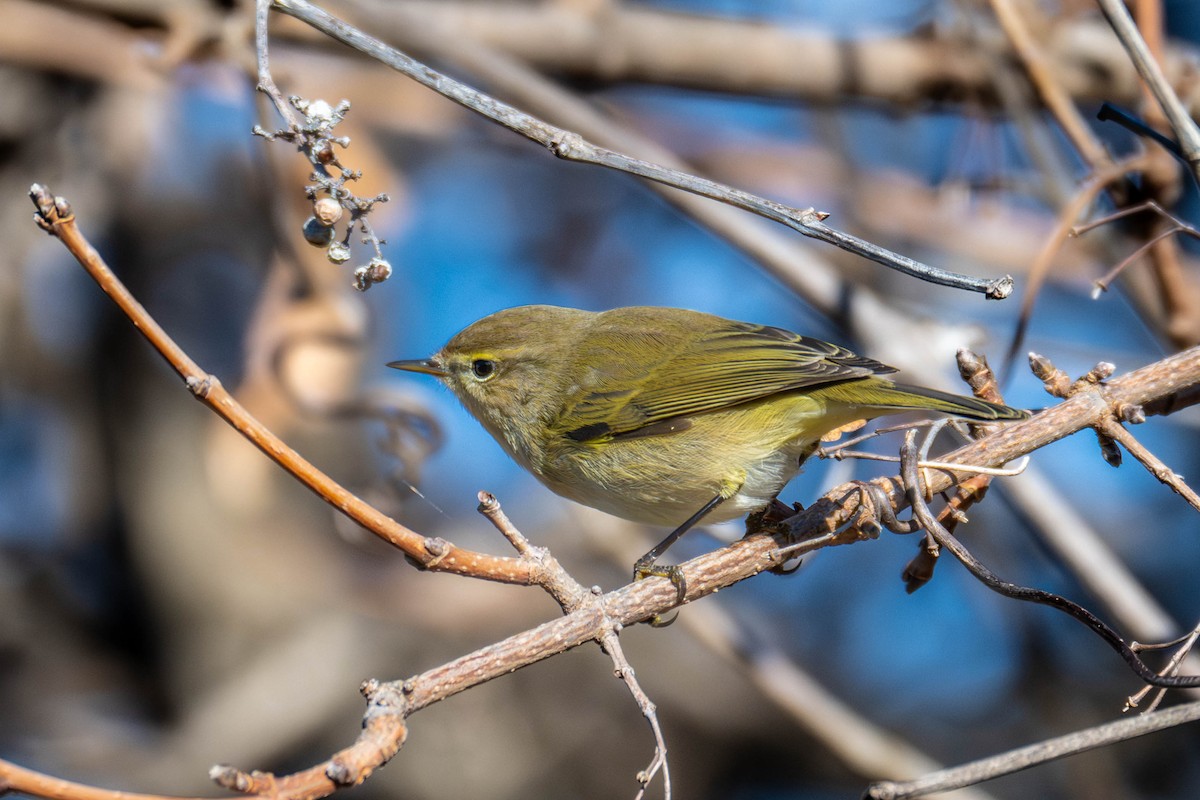 Common Chiffchaff - ML646919198