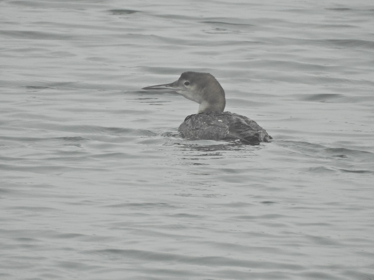 Черноклювая гагара - ML646919200