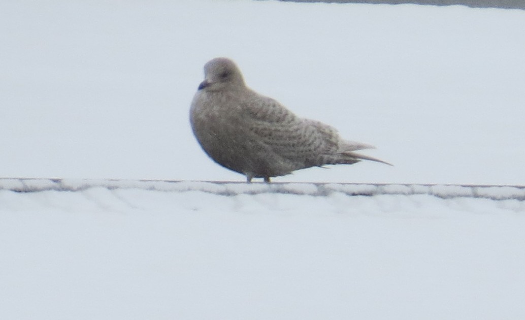 Iceland Gull - ML646919202