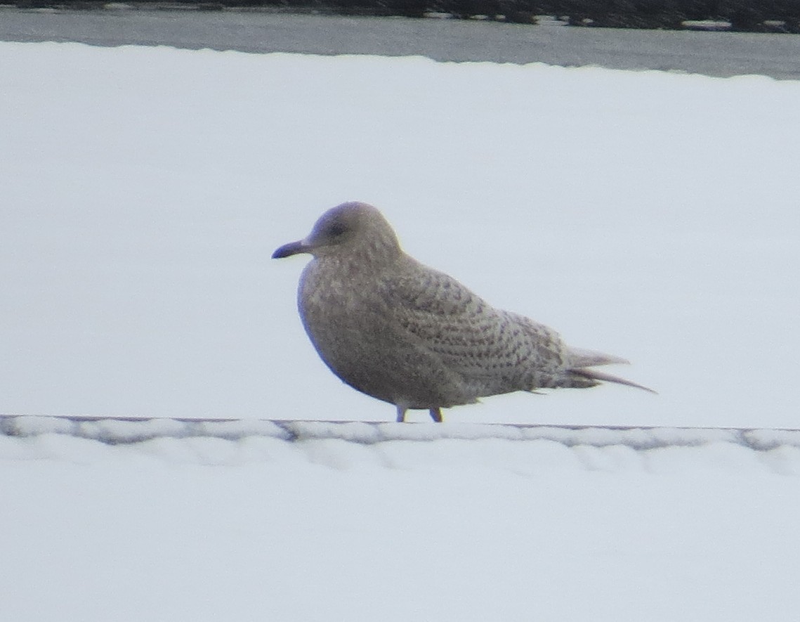 Iceland Gull - ML646919203