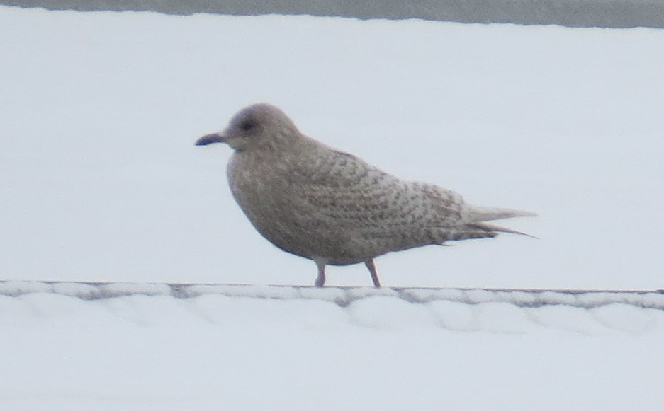 Iceland Gull - ML646919204