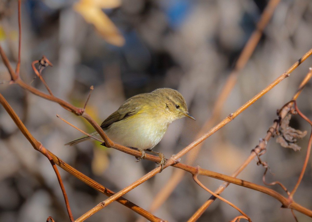 Common Chiffchaff - ML646919211