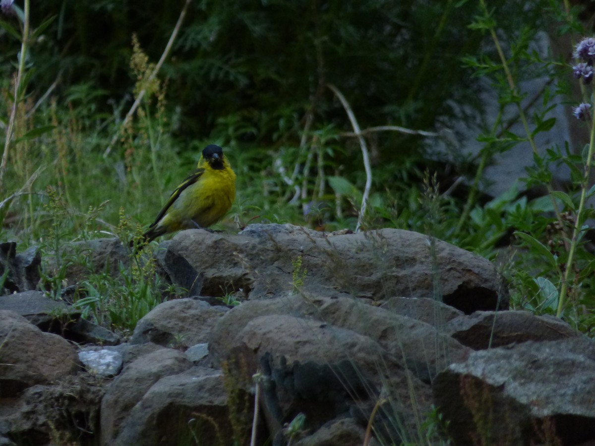 Black-chinned Siskin - ML646919215